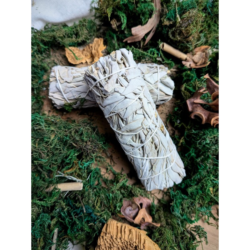 Biała szałwia kalifornijska 10 cm 30g